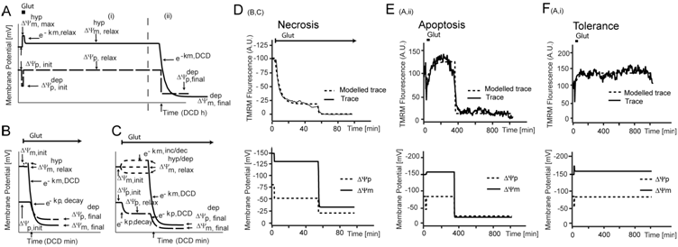 computational analysis of mitochondrial membrane potential computational analysis of mitochondrial membrane potential