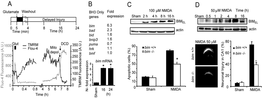 BIM is upregulated during excitotoxic injury and mediates cell death BIM is upregulated during excitotoxic injury and mediates cell death