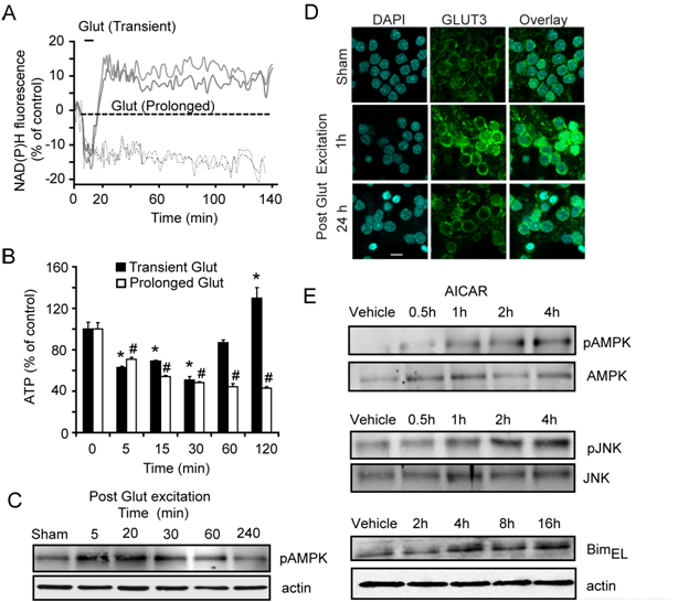 Excitotoxic injury is associated with AMPK activation and rapid changes in cellular metabolism; implications for cell death signalling Excitotoxic injury is associated with AMPK activation and rapid changes in cellular metabolism; implications for cell death signalling
