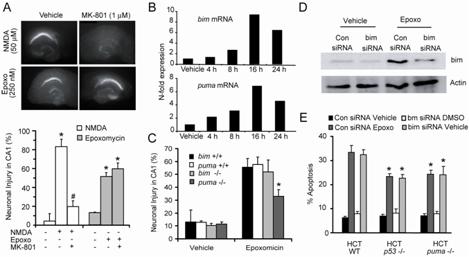 Proteasomal stress is PUMA but not Bim sensitive Proteasomal stress is PUMA but not Bim sensitive