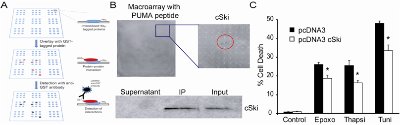 protein macroarray protein macroarray