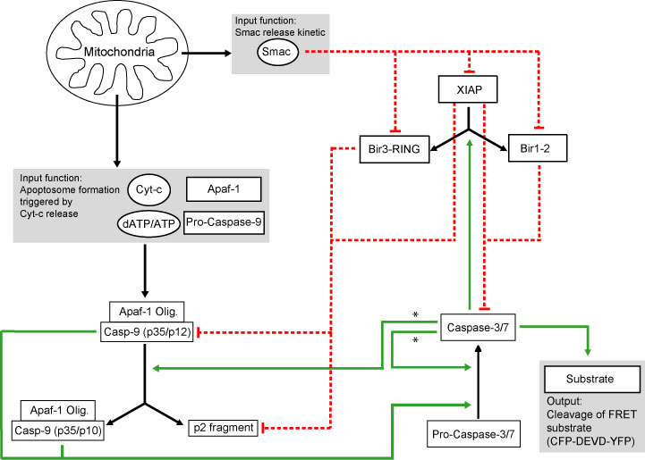 intrinsic pathway downstream of MOMP